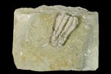 Fossil Crinoid (Scytalocrinus) - Crawfordsville, Indiana #148659-1